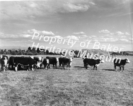 Baker area scenes taken in 1946-47, including Powder River Valley, Anthony