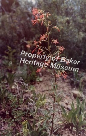 flowers near Greenhorn