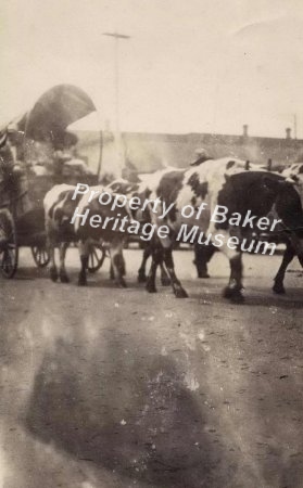 Prowell oxen wagon 1925