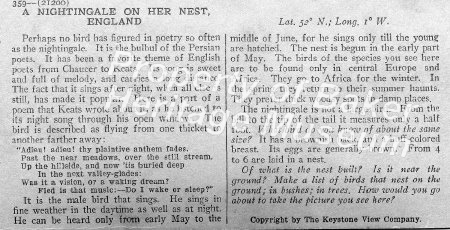 A Nightingale on her nest, England
