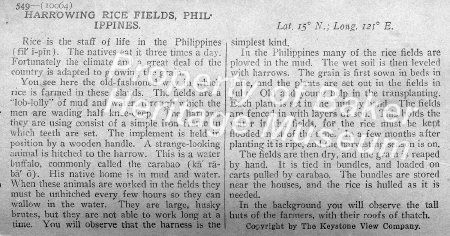 Harrowing rice fields, Philippines description