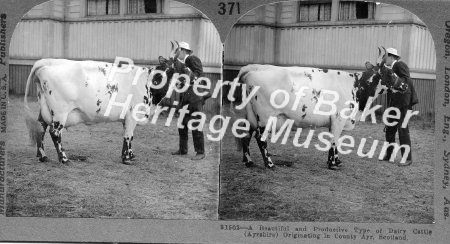 Ayrshire type of dairy cattle, Scotland