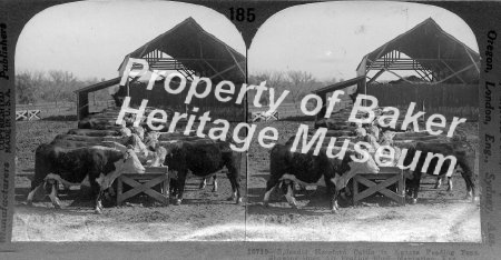 Hereford cattle, Manhattan, KS