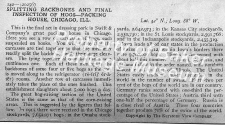 Splitting backbones and final inspection of hogs-Packing House, Chicago, Il