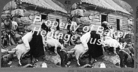 Milking goats, Norway