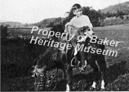 Boy with dog, pony and pony cart. ca 1940s.