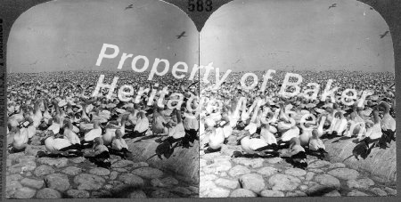 gannets near Capetown, S. Africa