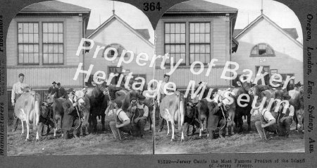 Champion herd of Jersey cattle