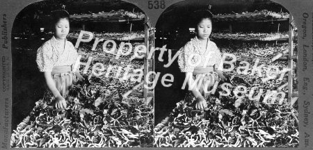 Feeding mulberry leaves to silkworms, Japan