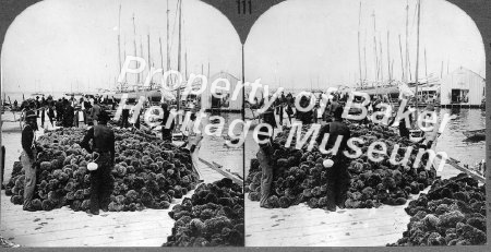 Sponge market, Key West Harbor, Fla.