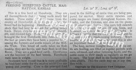 Hereford cattle, Manhattan, KS desc