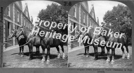 Belgian Draft Horses