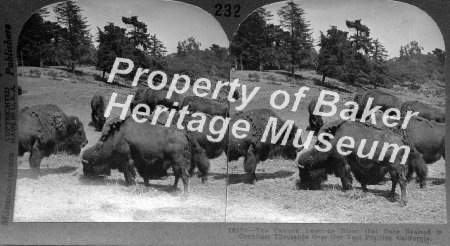 The American Bison, CA