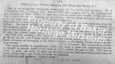:Filipino farmers harrowing rice fields near Manila, P.I.