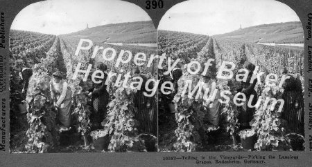 Picking grapes, Rudesheim, Germany