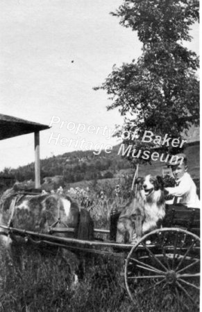 Boy with dog, pony and pony cart. ca 1940s.