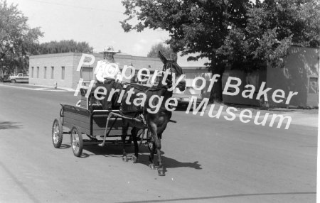 Woman in horse-drawn buggy