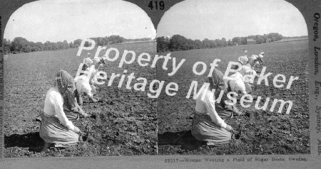 Women weeding a field of sugar beets, Sweden