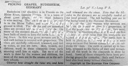 Picking grapes, Rudesheim, Germany