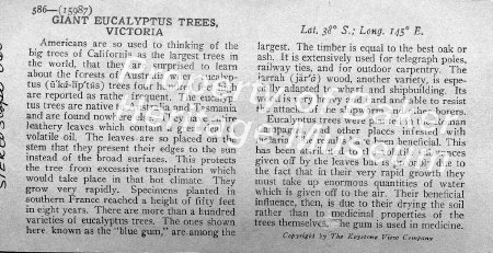 Giant Eucalyptus trees, Victoria description