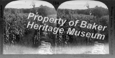 Corn field in Kansas