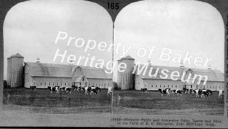 Holstein cattle and Dairy Barns, Minnesota
