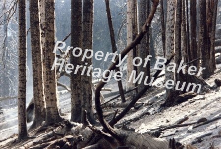 Dooley Mountain fire ca.1988