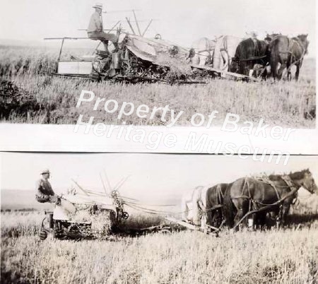 Ira Staggs cutting grain