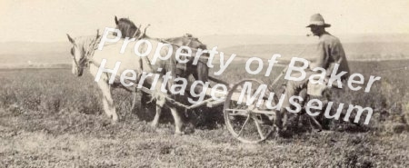 Ira Staggs mowing hay