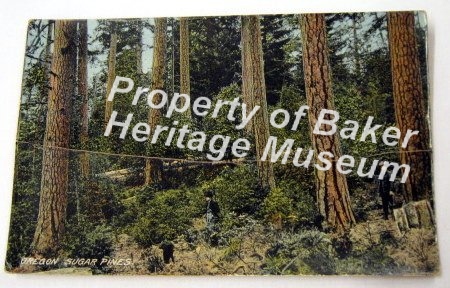 Postcard, Oregon Sugar Pines