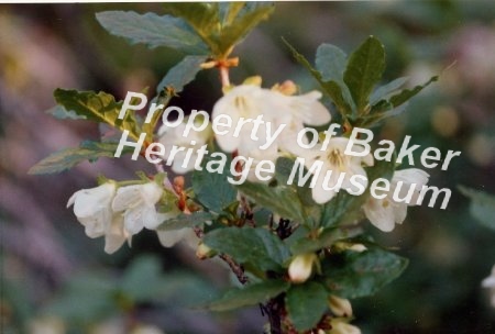 Grande Ronde Lake mock orange