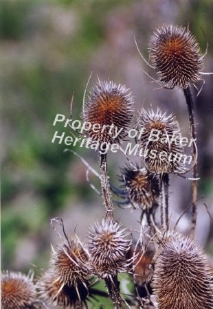 wildflower, Teasel