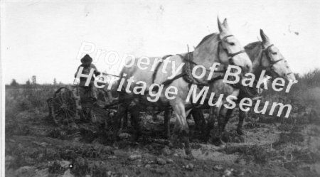 Mule team pulling plow.