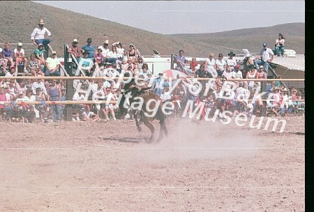 Mutton and Bronc busting