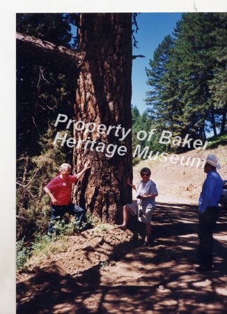 Mormon Basin, hanging tree