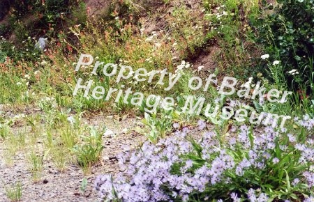 wildflowers, asters and wild carrot