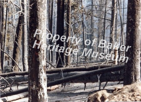 Dooley Mountain fire ca.1988