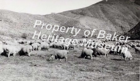 Sheep in Snake River area