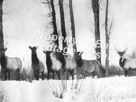 Elk in the Snow