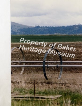 Hawk on wheel line north of Baker City