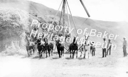 Hay stacker using horses