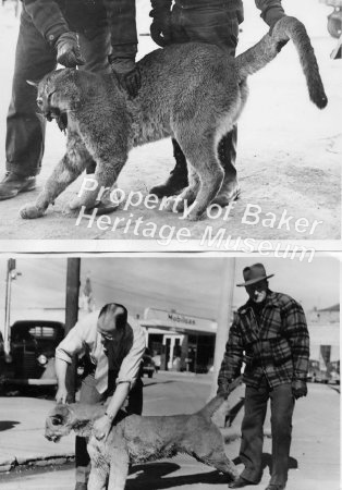 Hunted bobcat