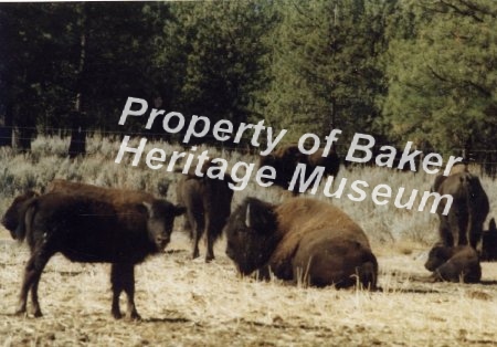 Buffalo herd, Baker County