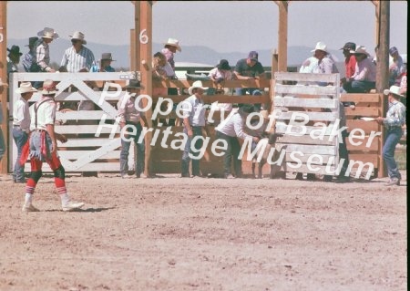 Mutton and Bronc busting