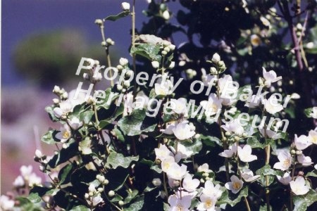 wildflowers, mock orange