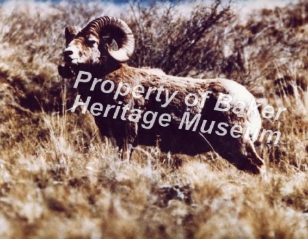 Bighorn sheep on Snake River