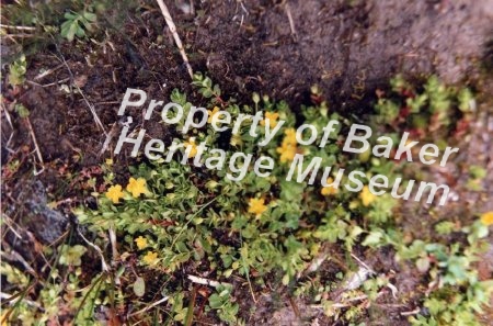 Grande Ronde wildflowers (yellow)