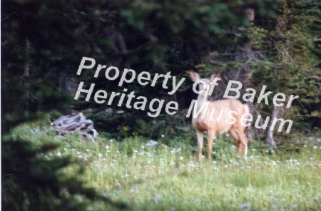 Grande Ronde Lake deer