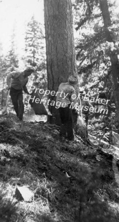 Felling a tree