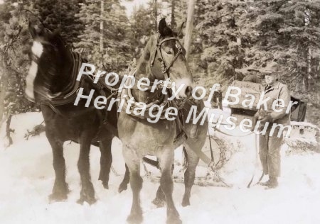 Horse logging (2 photos)